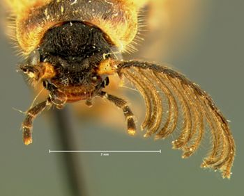 Media type: image;   Entomology 33854 Aspect: head frontal view